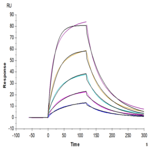 Mouse FGF21 Protein (FGF-MM121)
