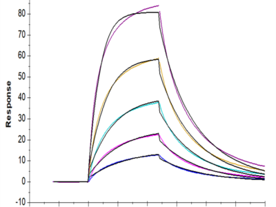 Mouse FGF21 Protein (FGF-MM121)