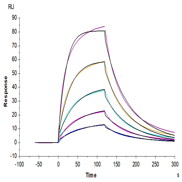 Mouse FGF21 Protein (FGF-MM121) Mouse FGF21 Protein (FGF-MM121)