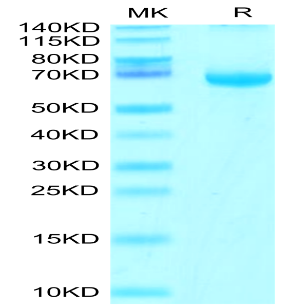Cynomolgus FGL1 Protein (FGL-CM211)