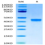 Cynomolgus FGL2 Protein (FGL-CM612)