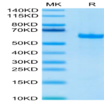 Human FGL1 Protein (FGL-HM211)