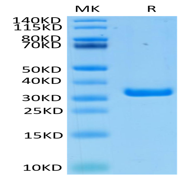 Biotinylated Human FGL1 Protein (FGL-HM411B)