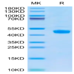 Biotinylated Human FGL2 Protein (FGL-HM612B)