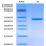 Mouse FGL2 Protein (FGL-MM612)