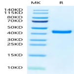 Biotinylated Mouse FGL2 Protein (FGL-MM612B)