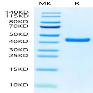 Biotinylated Mouse FGL2 Protein (FGL-MM612B)