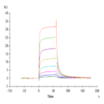 Cynomolgus Fc gamma RIII/CD16 Protein (FGR-CM1R3)