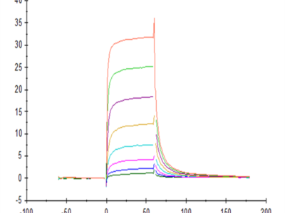 Cynomolgus Fc gamma RIII/CD16 Protein (FGR-CM1R3)
