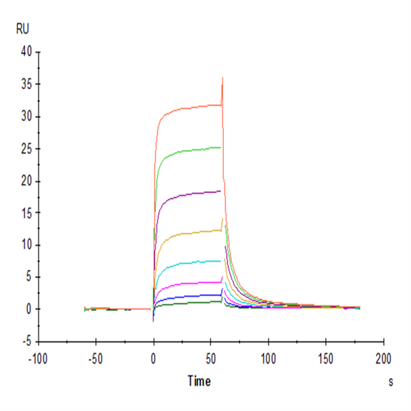 Cynomolgus Fc gamma RIII/CD16 Protein (FGR-CM1R3) Cynomolgus Fc gamma RIII/CD16 Protein (FGR-CM1R3)