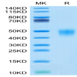 Cynomolgus Fc gamma RIII/CD16 Protein (FGR-CM1R3)
