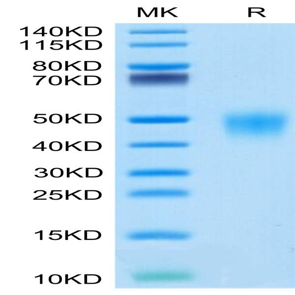 Cynomolgus Fc gamma RIII/CD16 Protein (FGR-CM1R3)
