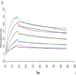 Human FGFR2 beta (IIIb) Protein (FGR-HM1BB)