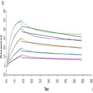 Human FGFR2 beta (IIIb) Protein (FGR-HM1BB)