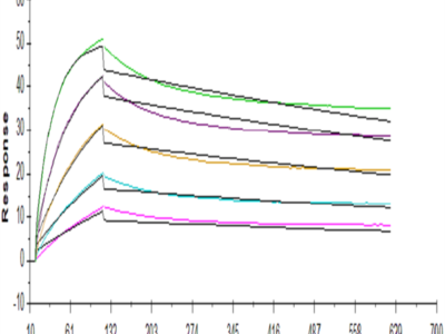 Human FGFR2 beta (IIIb) Protein (FGR-HM1BB)