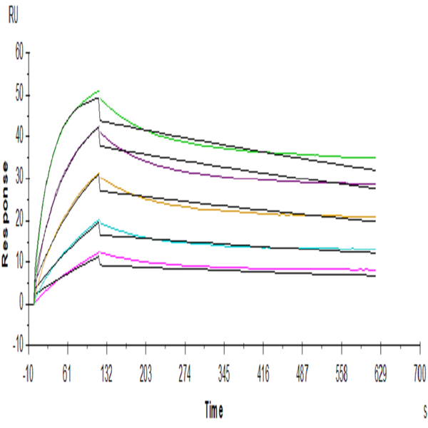 Human FGFR2 beta (IIIb) Protein (FGR-HM1BB) Human FGFR2 beta (IIIb) Protein (FGR-HM1BB)