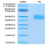 Human FGFR2 beta (IIIc) Protein (FGR-HM1BC)