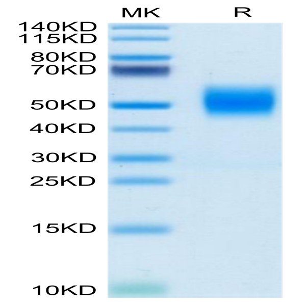 Biotinylated Human FGFR2 beta (IIIc) Protein (FGR-HM4BCB)
