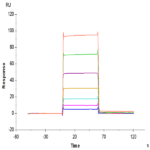 Mouse Fc gamma RIII/CD16 Protein (FGR-MM1R3)