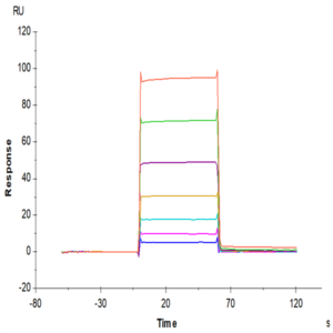 Mouse Fc gamma RIII/CD16 Protein (FGR-MM1R3)