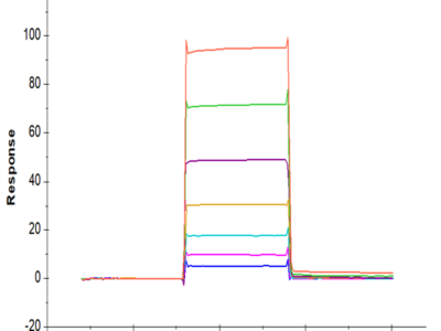 Mouse Fc gamma RIII/CD16 Protein (FGR-MM1R3)