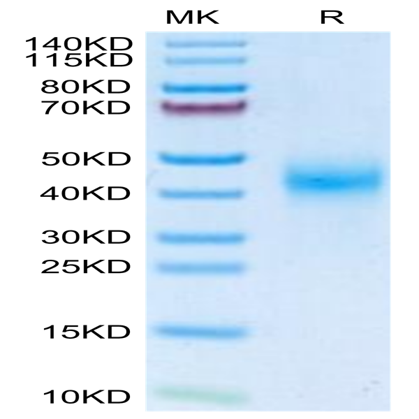 Mouse Fc gamma RIII/CD16 Protein (FGR-MM1R3)