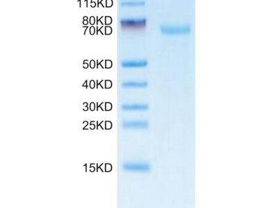 FITC-Labeled Human B7-H3/CD276 Protein , BH7-HM273F Ushelf