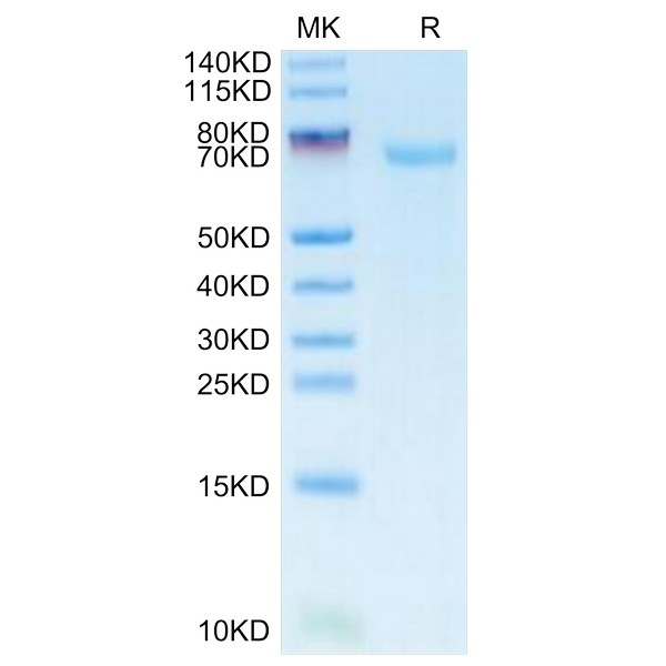 FITC-Labeled Human B7-H3CD276 Protein , BH7-HM273F FITC-Labeled Human B7-H3/CD276 Protein , BH7-HM273F Ushelf