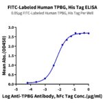 FITC-Labeled Human TPBG5T4 Protein, 5T4-HM401F