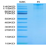 Cynomolgus FLT3/Flk-2 Protein (FLT-CM230)