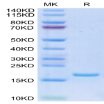 Human FLT3 Ligand Protein (FLT-HE03L)