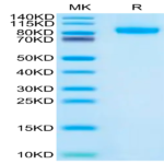 Human FLT3/Flk-2 Protein (FLT-HM130)