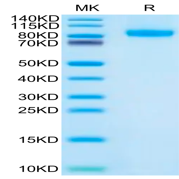 Human FLT3/Flk-2 Protein (FLT-HM130)