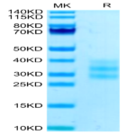 Human FLT3 Ligand Protein (FLT-HM13L)