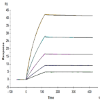 Human FLT3/Flk-2 Protein (FLT-HM230)