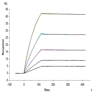 Human FLT3/Flk-2 Protein (FLT-HM230)