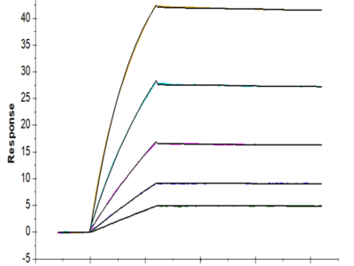 Human FLT3/Flk-2 Protein (FLT-HM230)