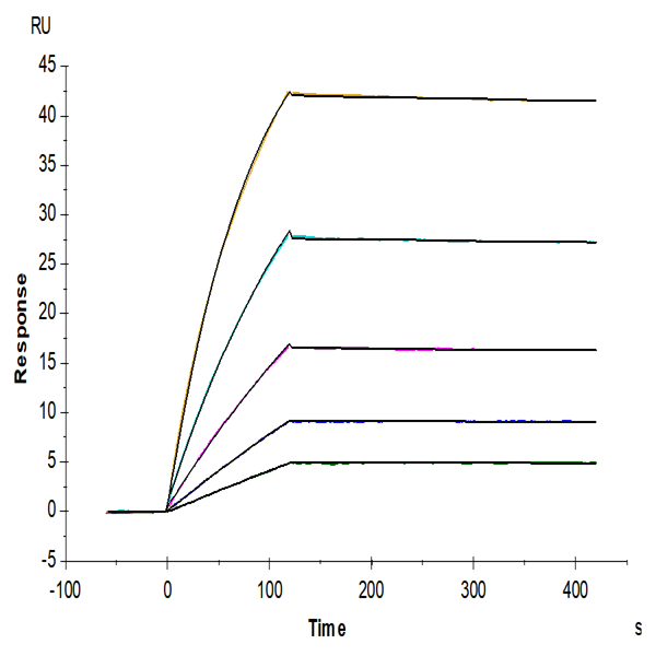 Human FLT3/Flk-2 Protein (FLT-HM230)