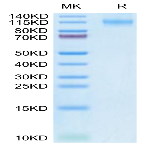 Human FLT3/Flk-2 Protein (FLT-HM230)