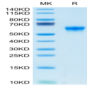 Human FLT3 Ligand Protein (FLT-HM23L)