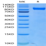 Biotinylated Human FLT3/Flk-2 Protein (FLT-HM430B)