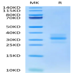 Mouse FLT3 Ligand Protein (FLT-MM13L)