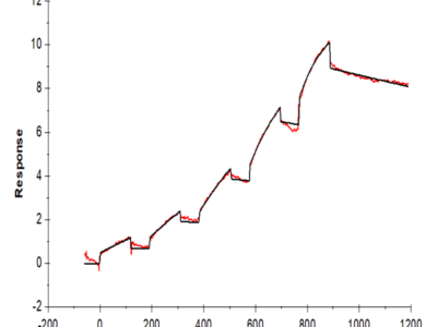 Mouse FLT3/Flk-2 Protein (FLT-MM230)