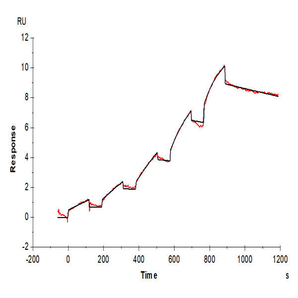 Mouse FLT3/Flk-2 Protein (FLT-MM230) Mouse FLT3/Flk-2 Protein (FLT-MM230)