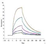 Mouse FLT3 Ligand Protein (FLT-MM23L)
