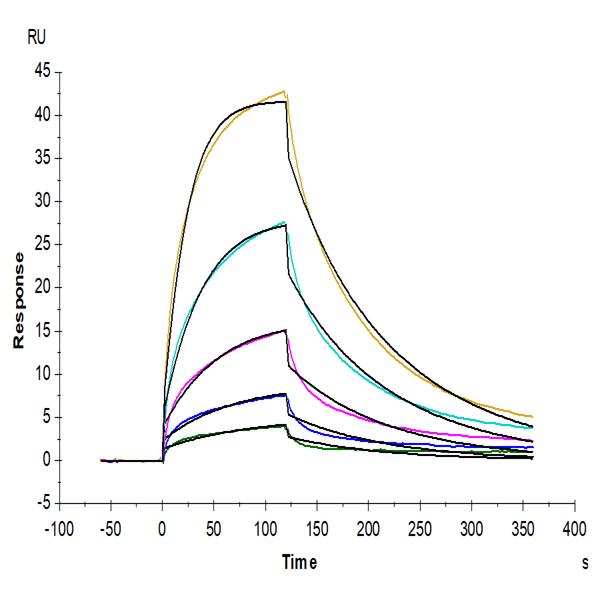 Mouse FLT3 Ligand Protein (FLT-MM23L) Mouse FLT3 Ligand Protein (FLT-MM23L)
