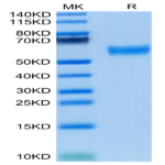 Mouse FLT3 Ligand Protein (FLT-MM23L)