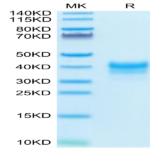 Cynomolgus/Rhesus macaque FOLR1 Protein (FOL-CM1R1)