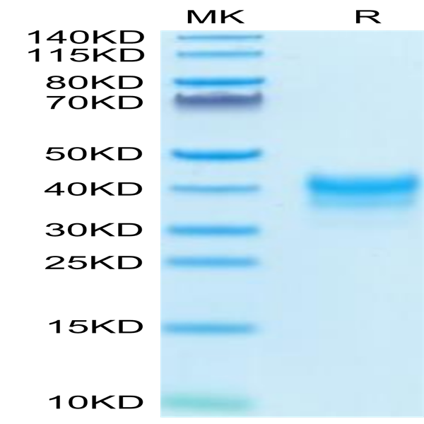 Cynomolgus/Rhesus macaque FOLR1 Protein (FOL-CM1R1)