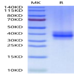 Human FOLR3 Protein (FOL-HM1R3)